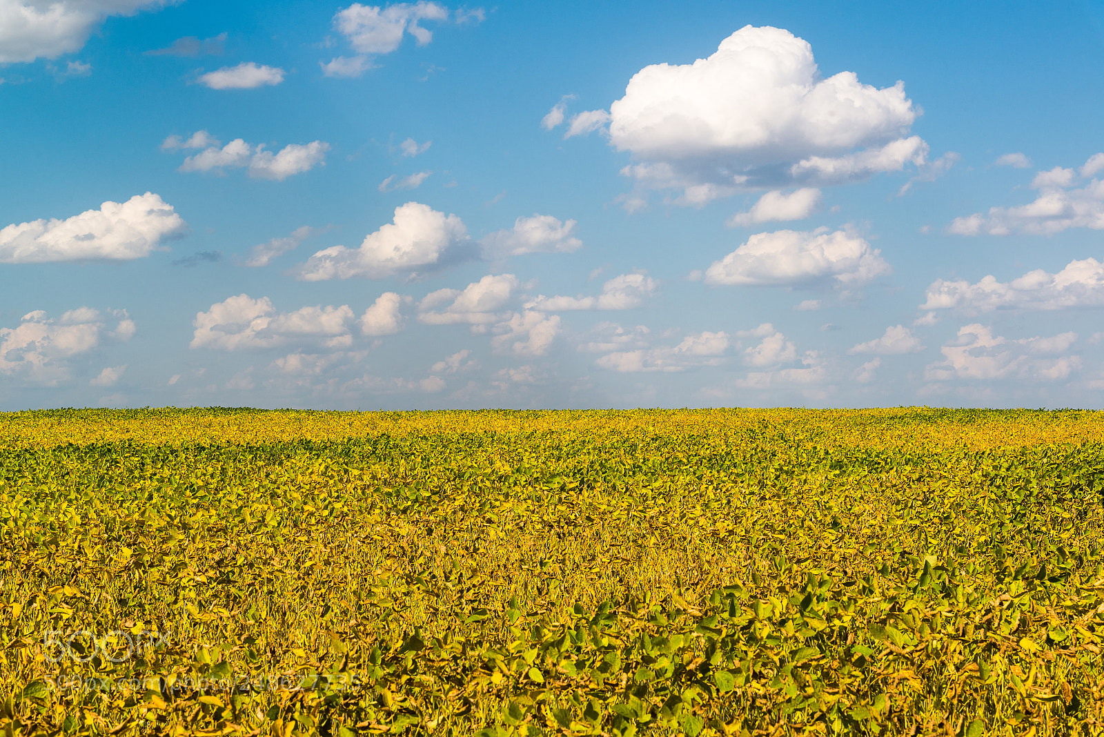 Nikon D600 sample photo. Agriculture bean cultivation. yellow photography