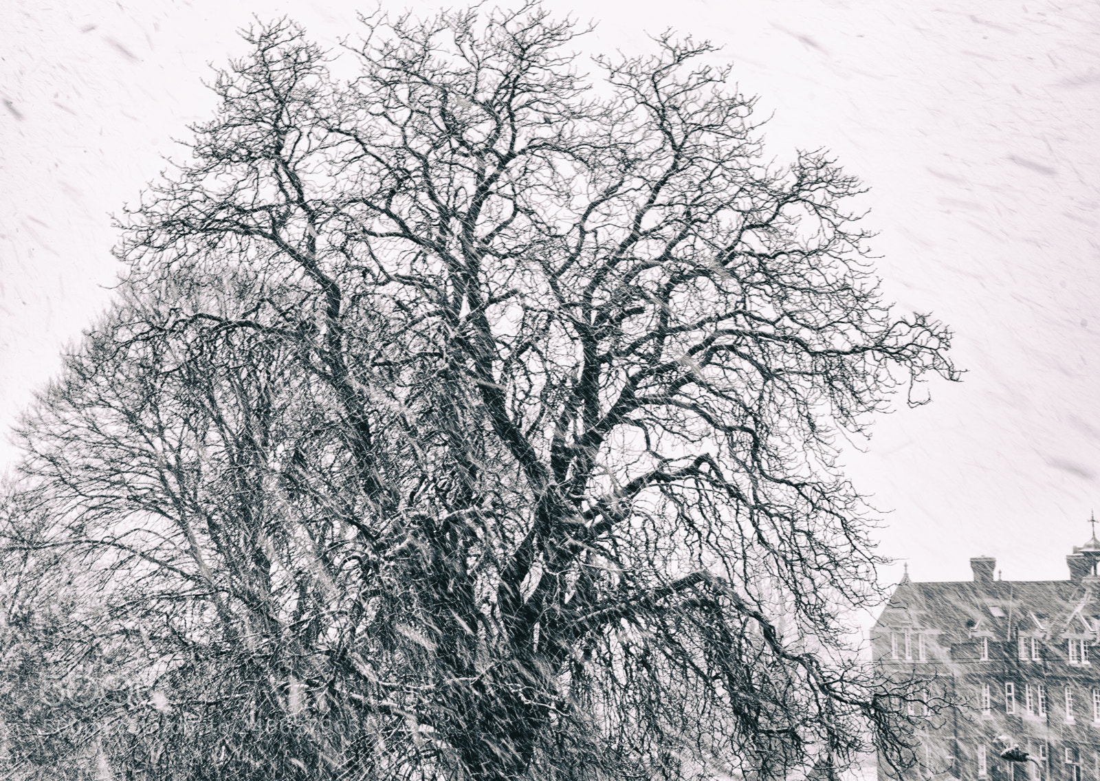 Sony a7R II sample photo. Snow scenes from great photography