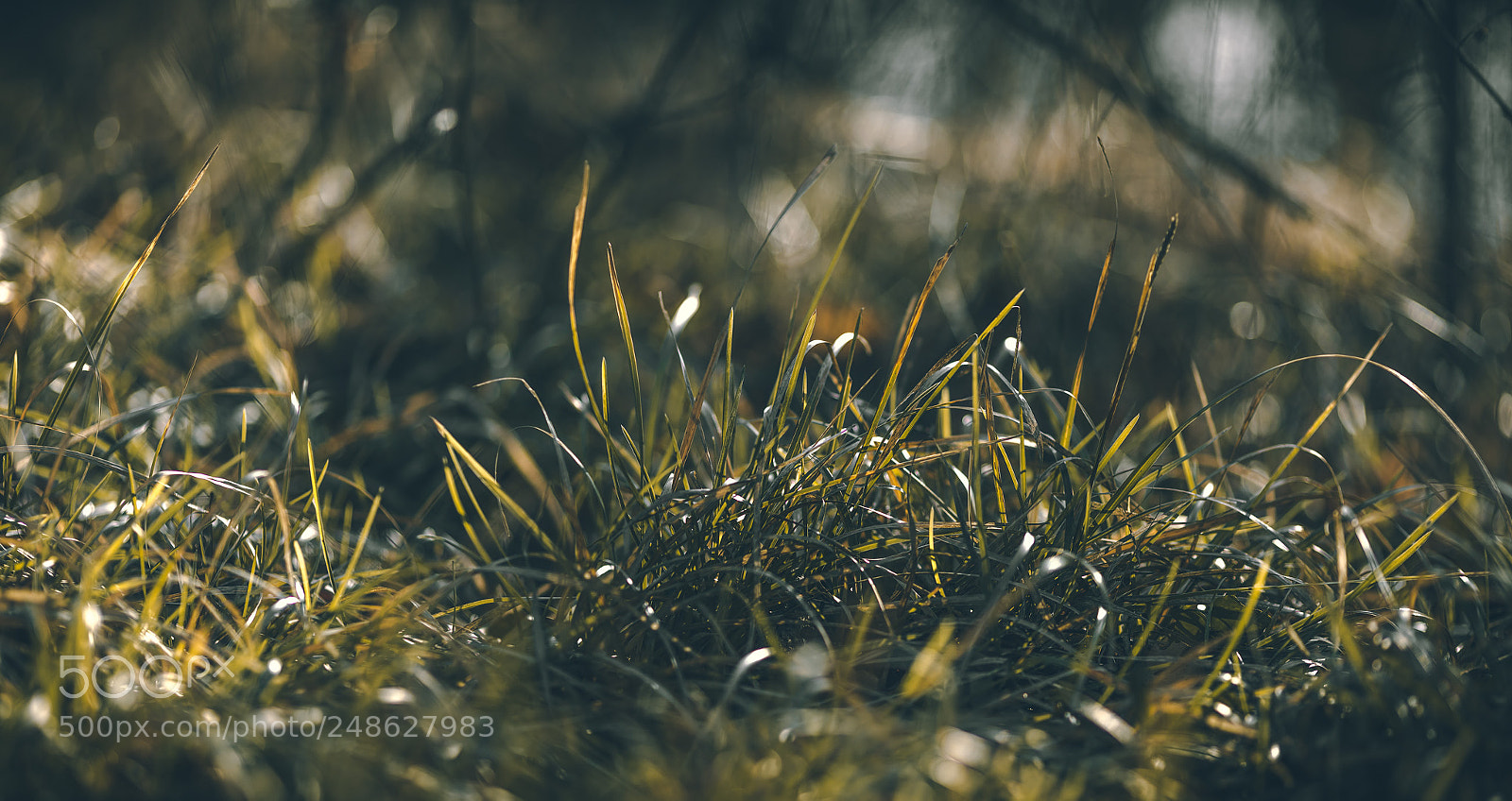 Canon EOS 5DS R sample photo. Spring coming photography
