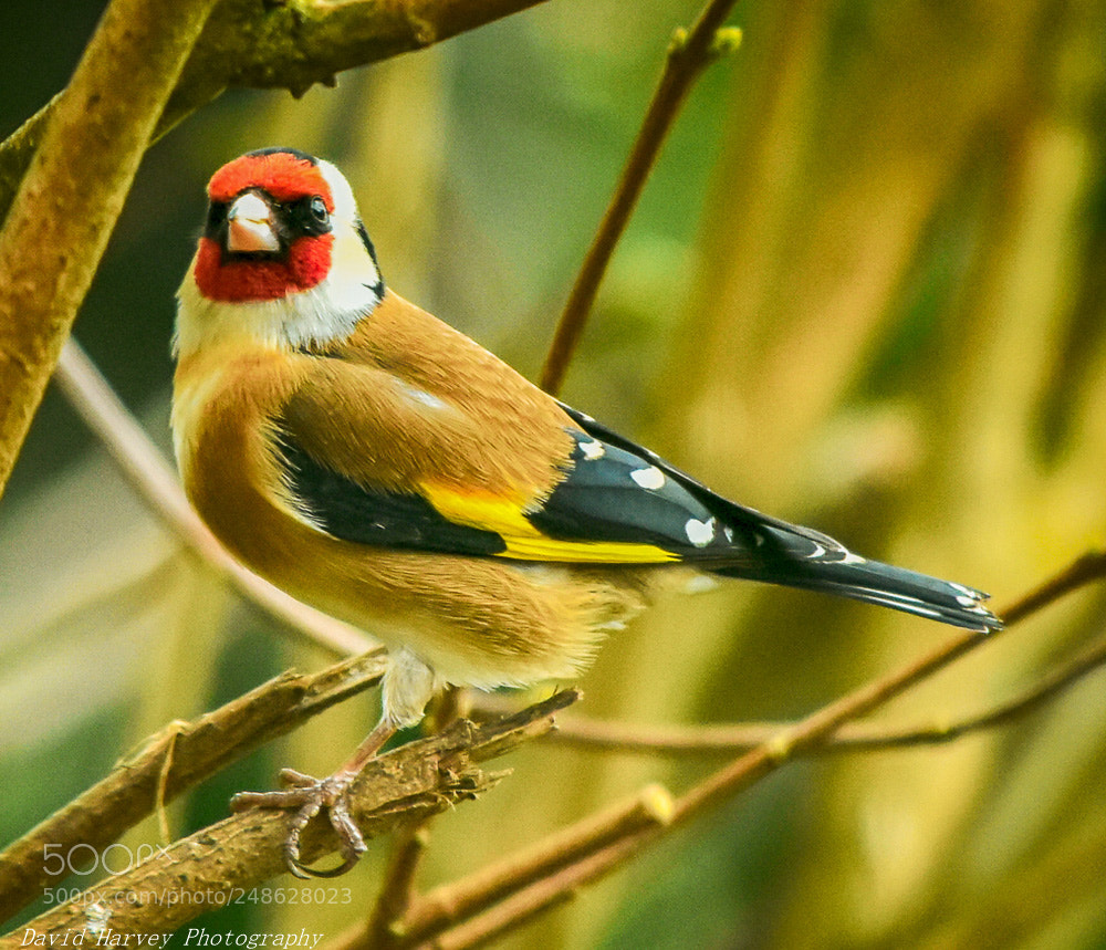 Nikon D7200 sample photo. Goldfinch hdr processing photography