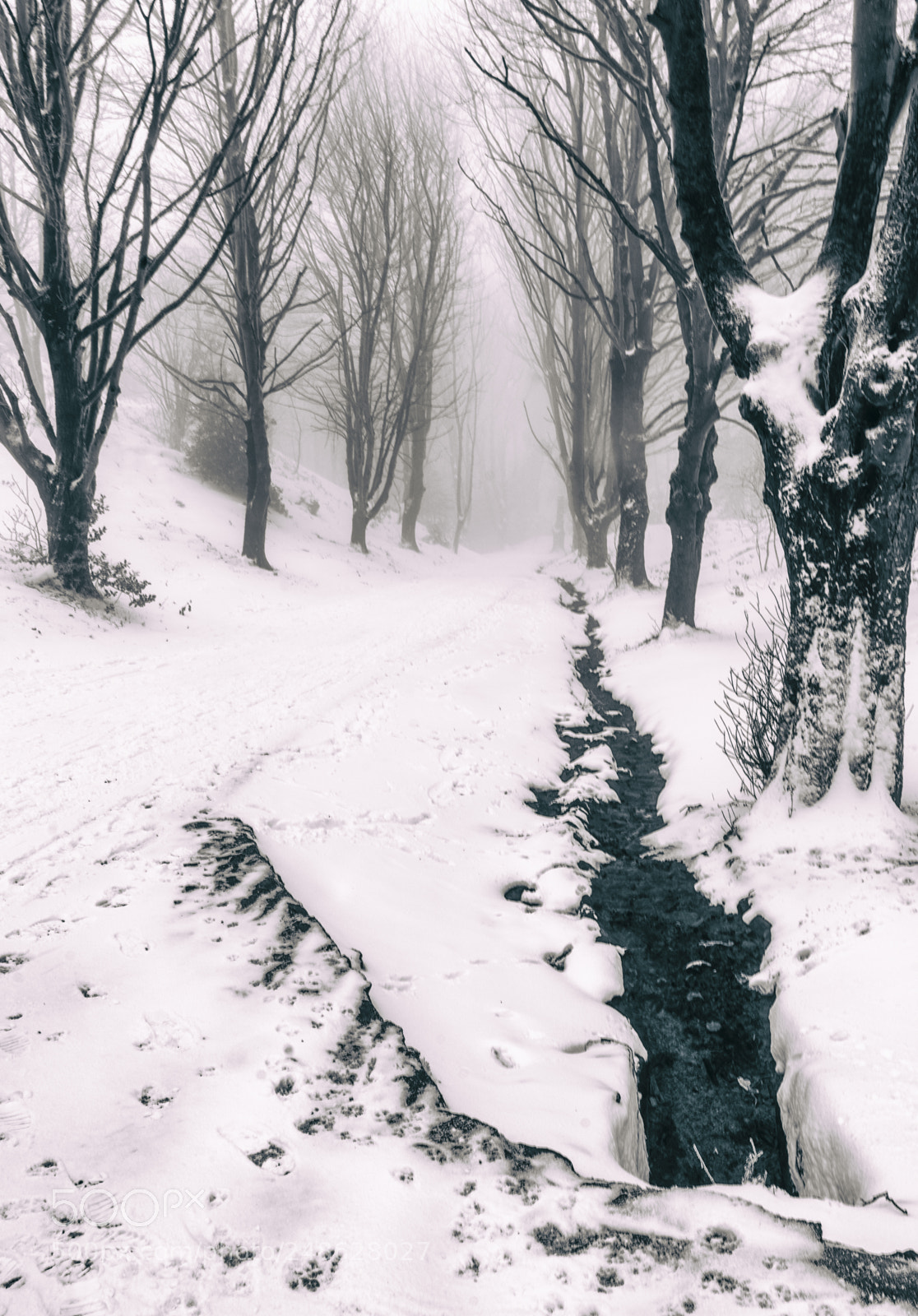 Sony a7R II sample photo. Snow scenes from great photography