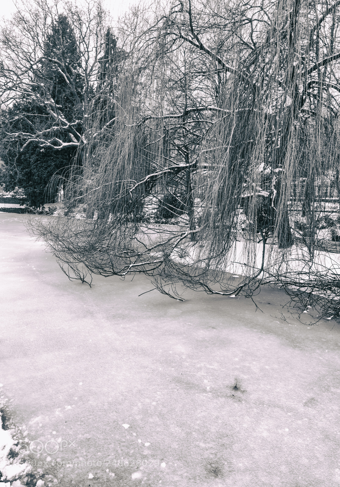 Sony a7R II sample photo. Snow scenes from great photography