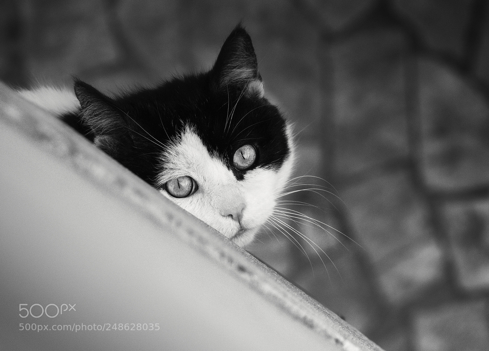 Canon EOS 60D sample photo. Il pirata photography