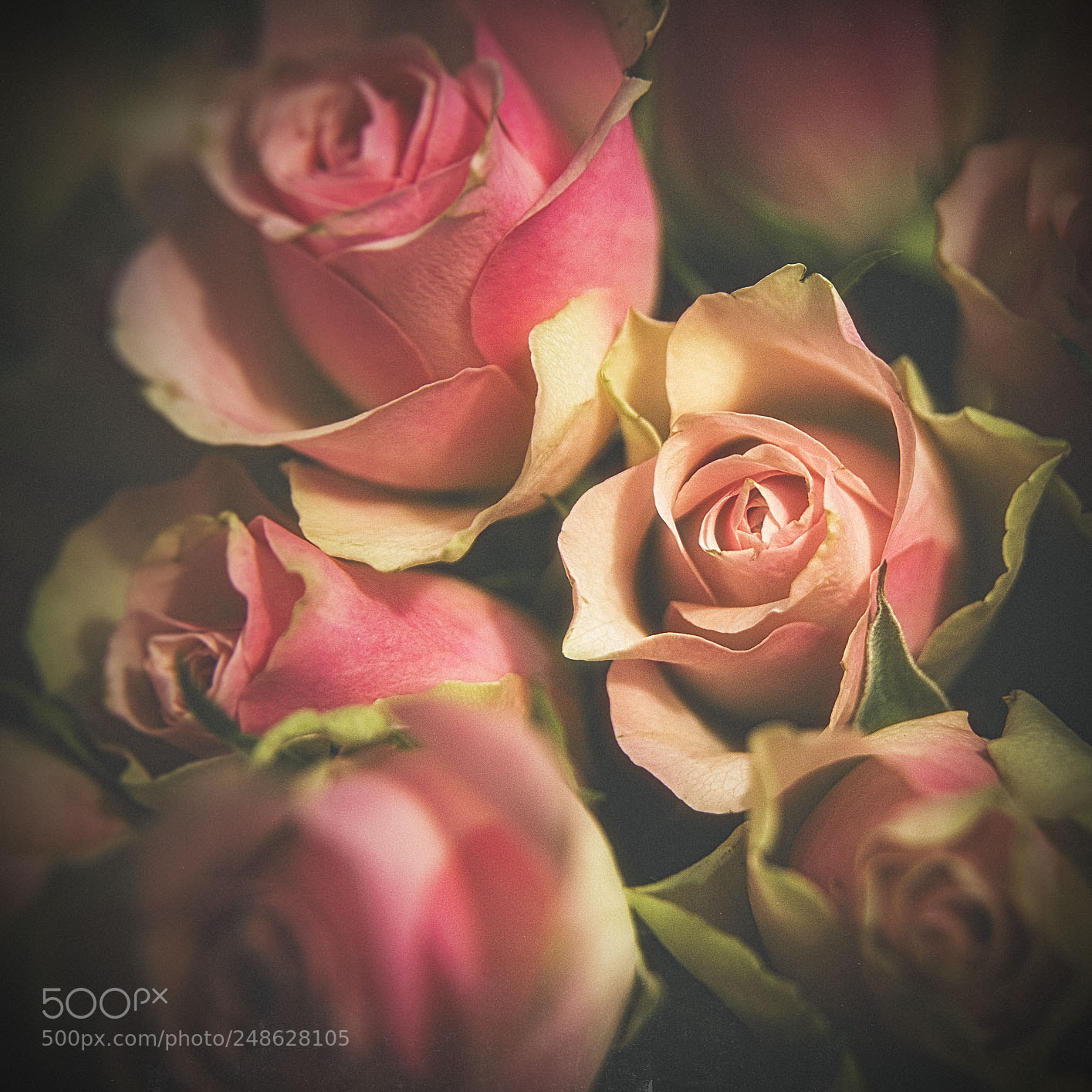 Nikon D610 sample photo. Roses photography