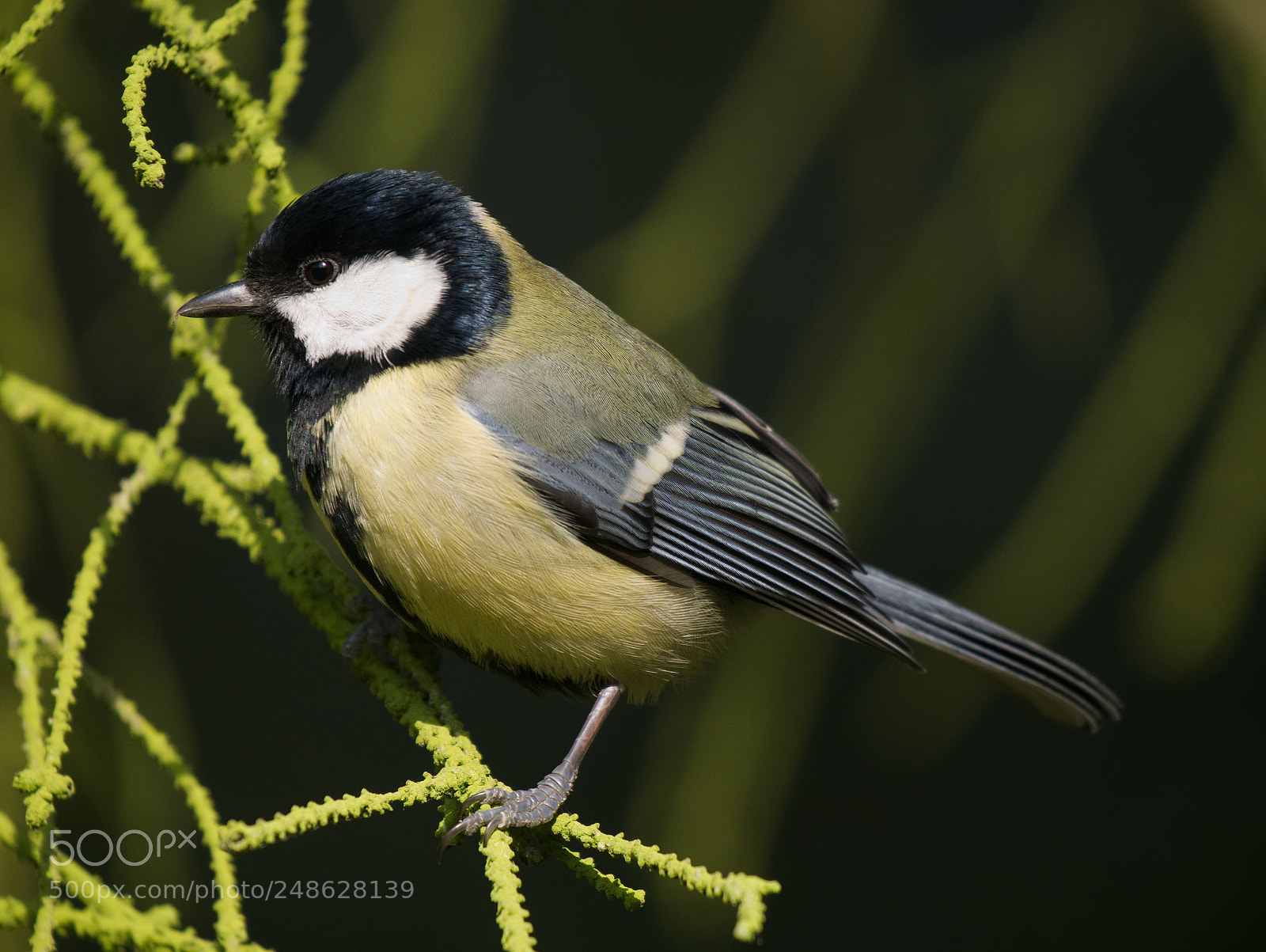 Panasonic DMC-G81 sample photo. Great tit photography