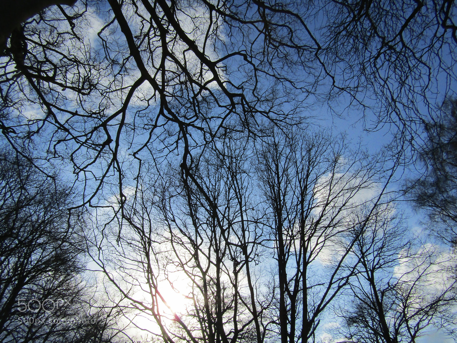 Canon PowerShot SX410 IS sample photo. Trees photography