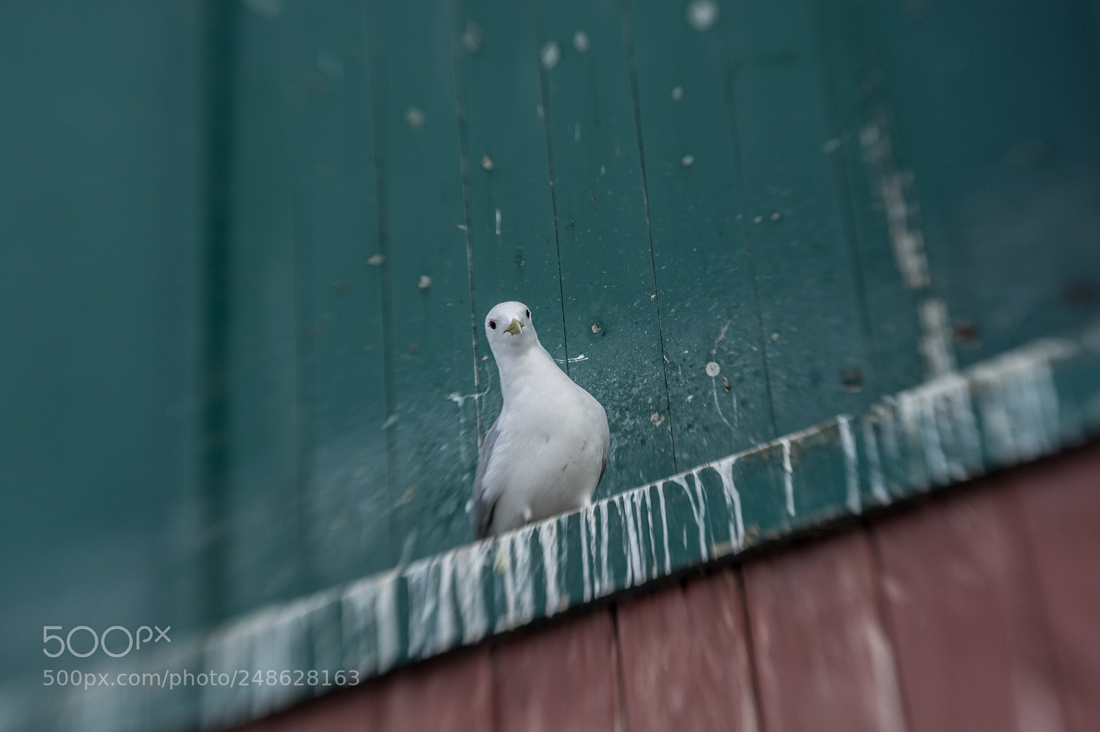 Nikon D7100 sample photo. Day 715 photography
