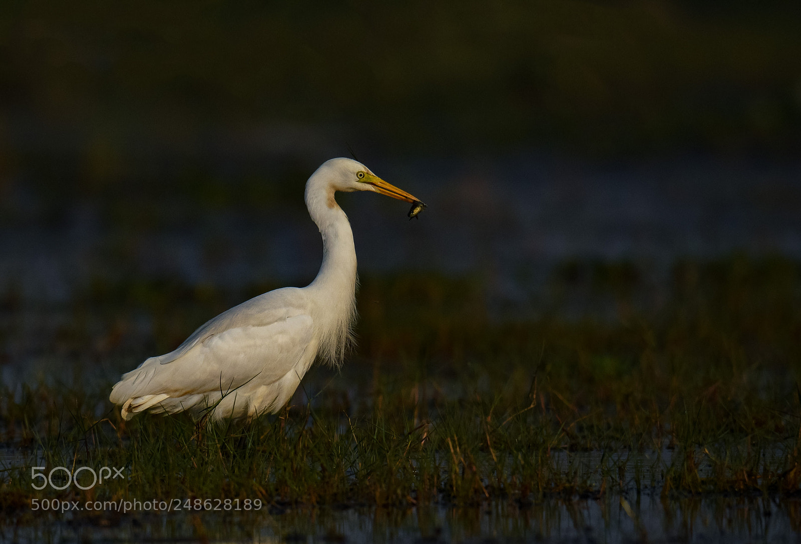 Nikon D500 sample photo. Egret with a catch photography
