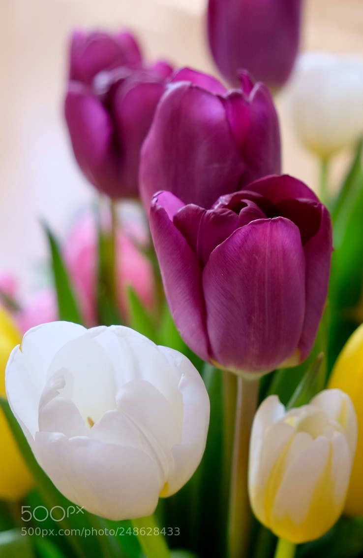 Fujifilm X-T20 sample photo. My favourite flowers photography