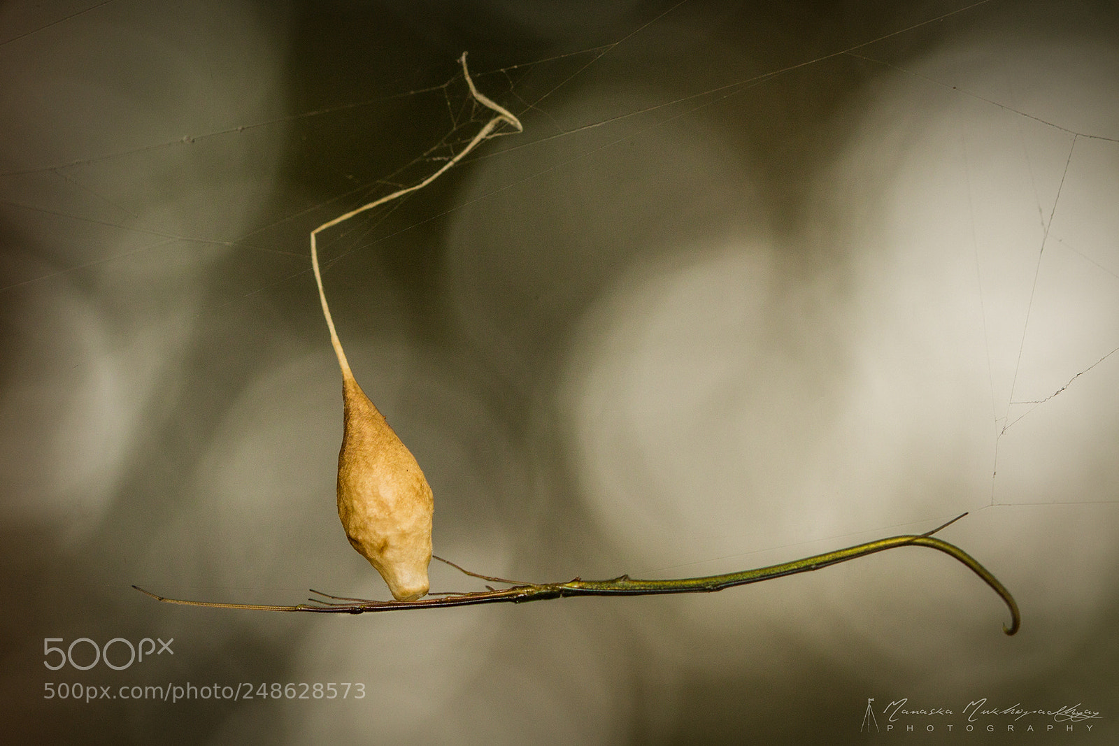 Canon EOS 1100D (EOS Rebel T3 / EOS Kiss X50) sample photo. Twig spider with egg photography
