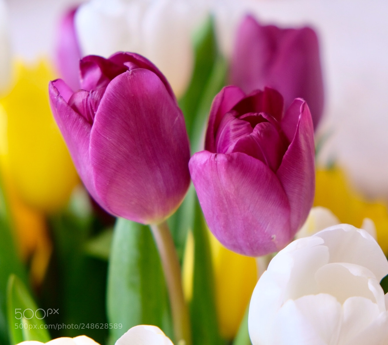 Fujifilm X-T20 sample photo. My favourite flowers photography