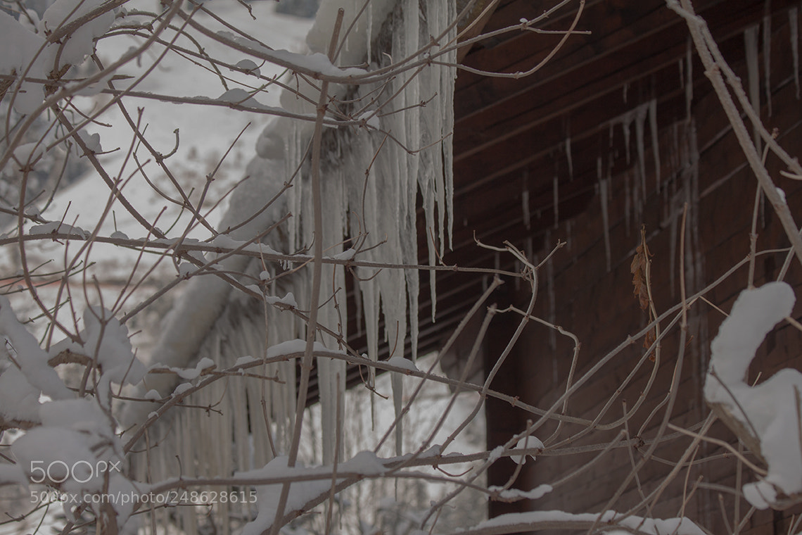 Canon EOS 500D (EOS Rebel T1i / EOS Kiss X3) sample photo. Very cold photography