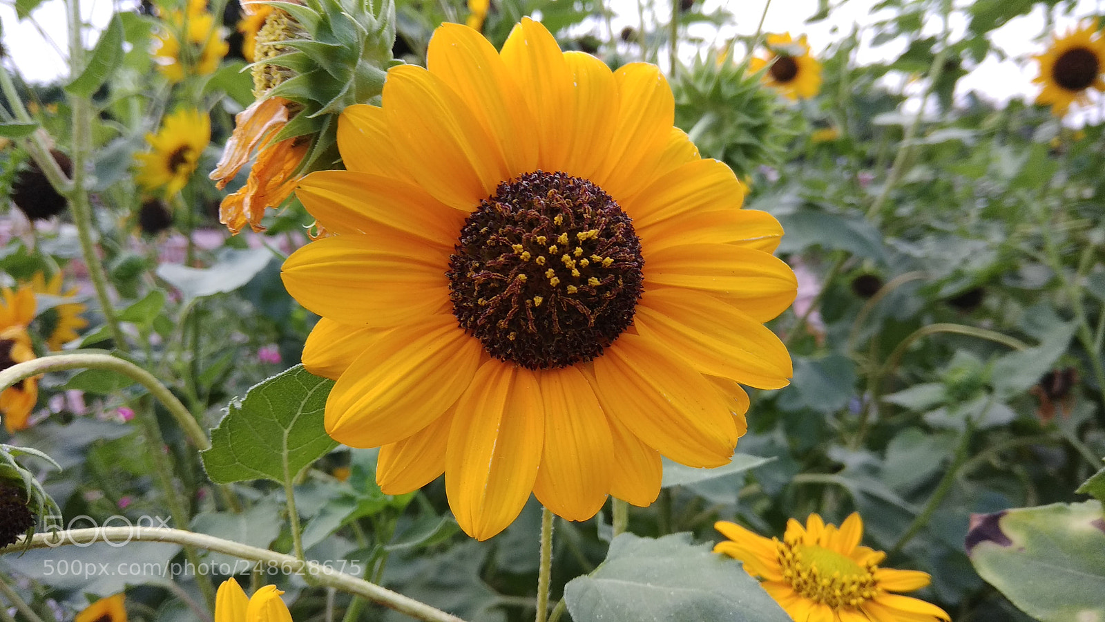 Xiaomi Redmi Note 4 sample photo. Untitled photography