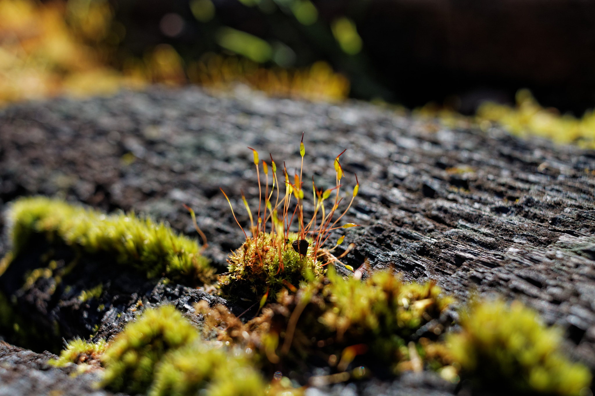 Canon EF-S 24mm F2.8 STM sample photo