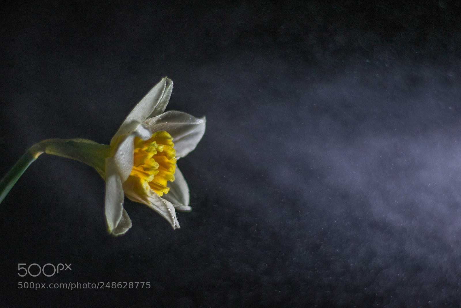 Nikon D3100 sample photo. Flower photography