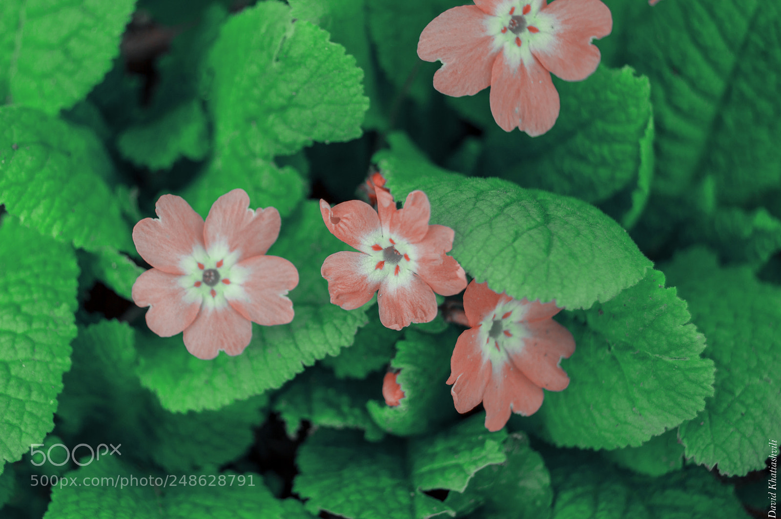 Nikon D3200 sample photo. Flower photography