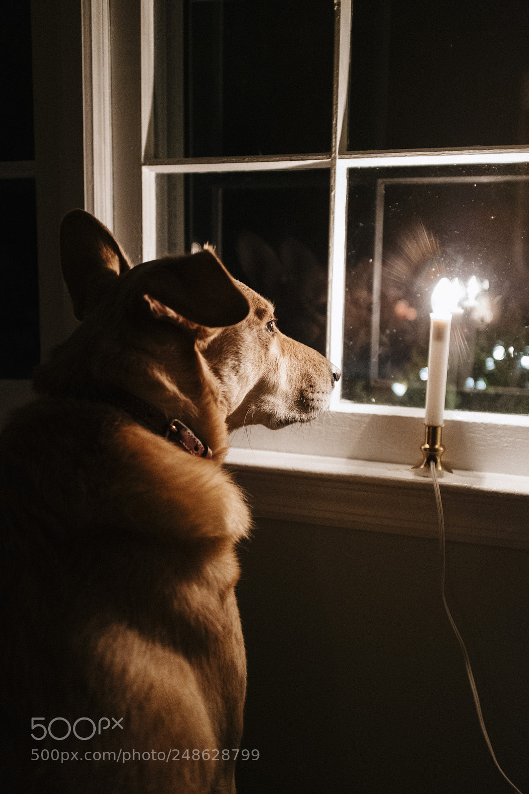 Fujifilm X100F sample photo. Dog by windowsill photography