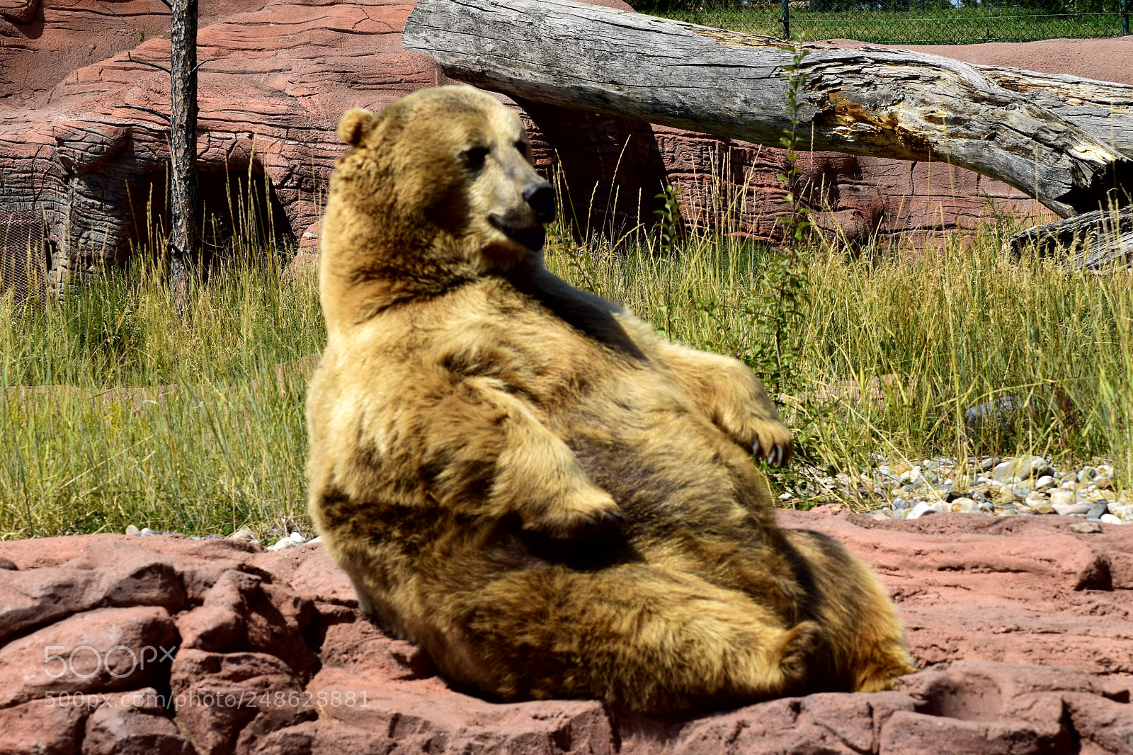 Nikon D5300 sample photo. A gizzly bear chilling photography