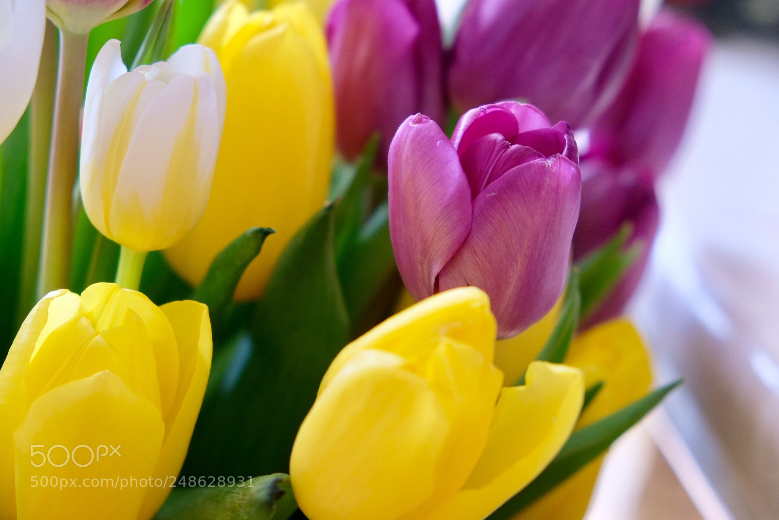 Fujifilm X-T20 sample photo. My favourite flowers... photography