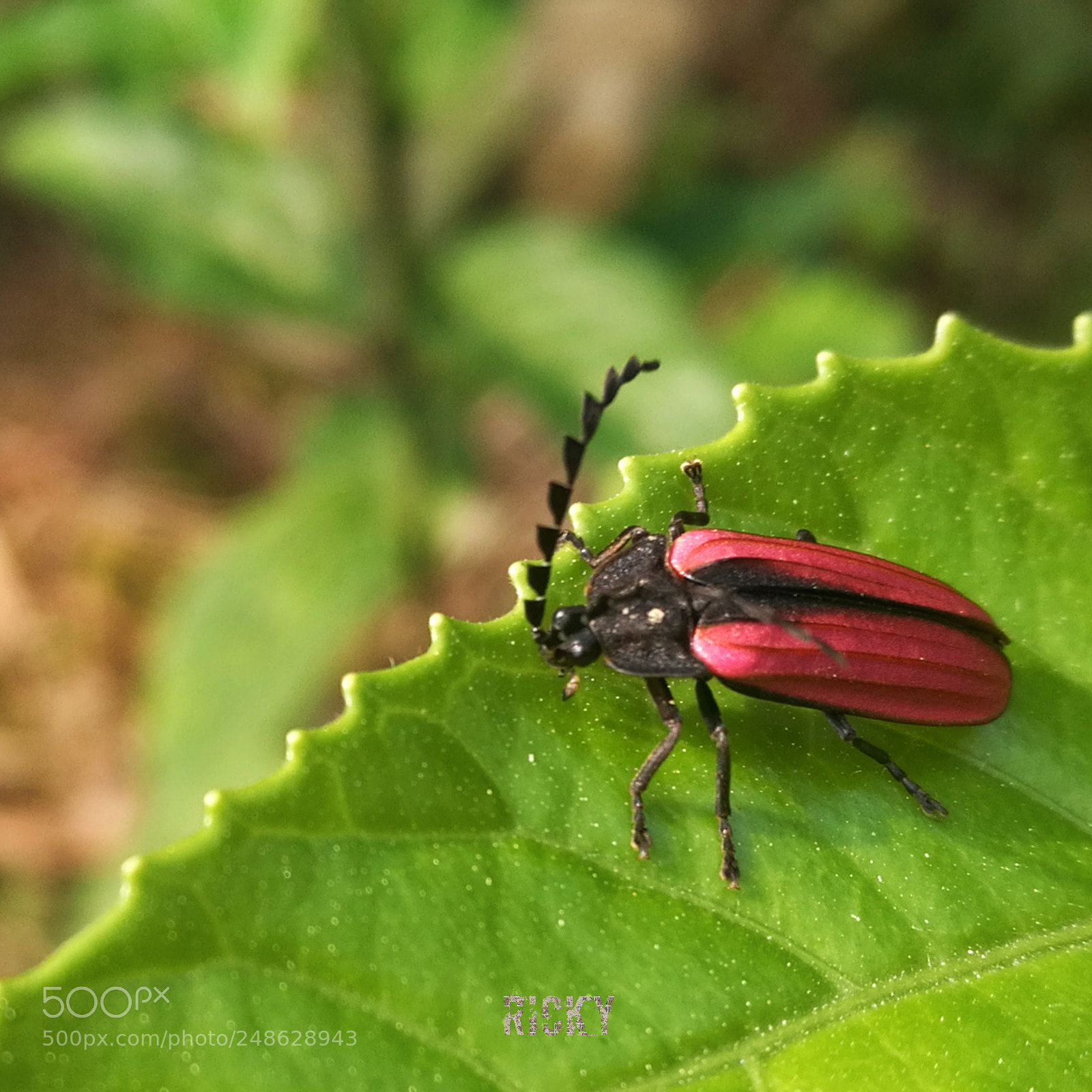 HUAWEI Honor 8 sample photo. A bug photography