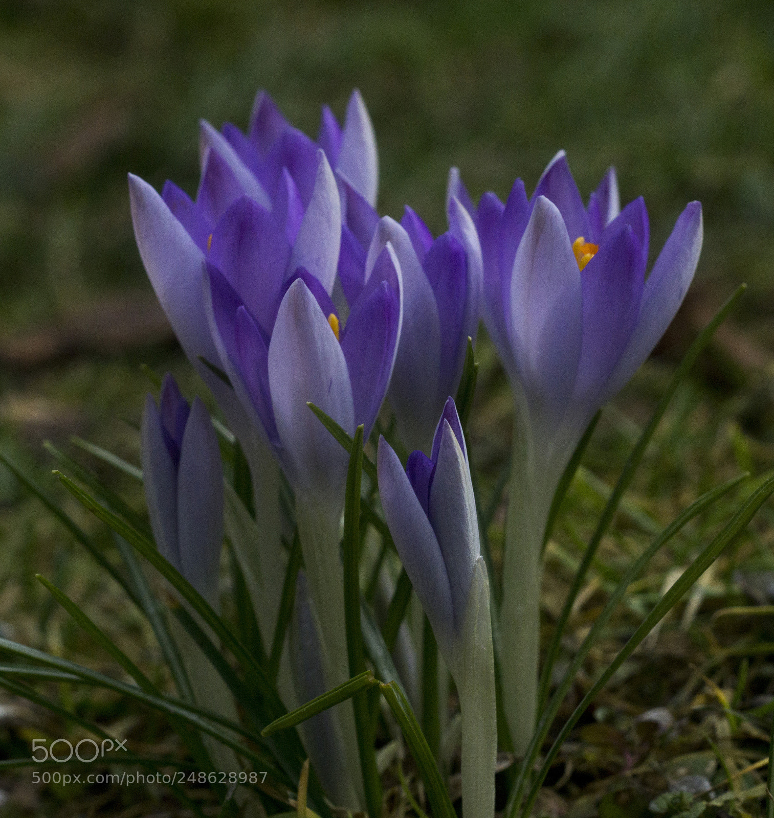 Sony a6000 sample photo. Welcome spring photography