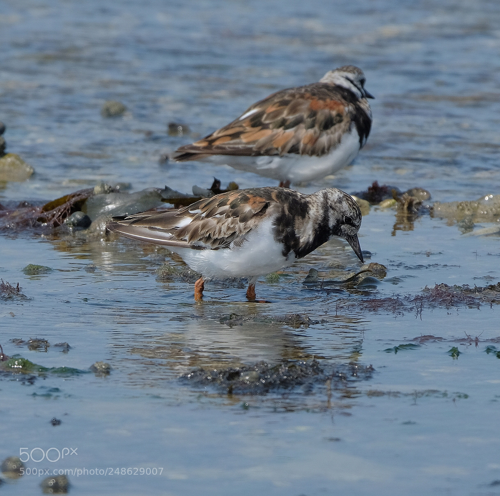 Fujifilm X-T2 sample photo. Turnstones foraging photography