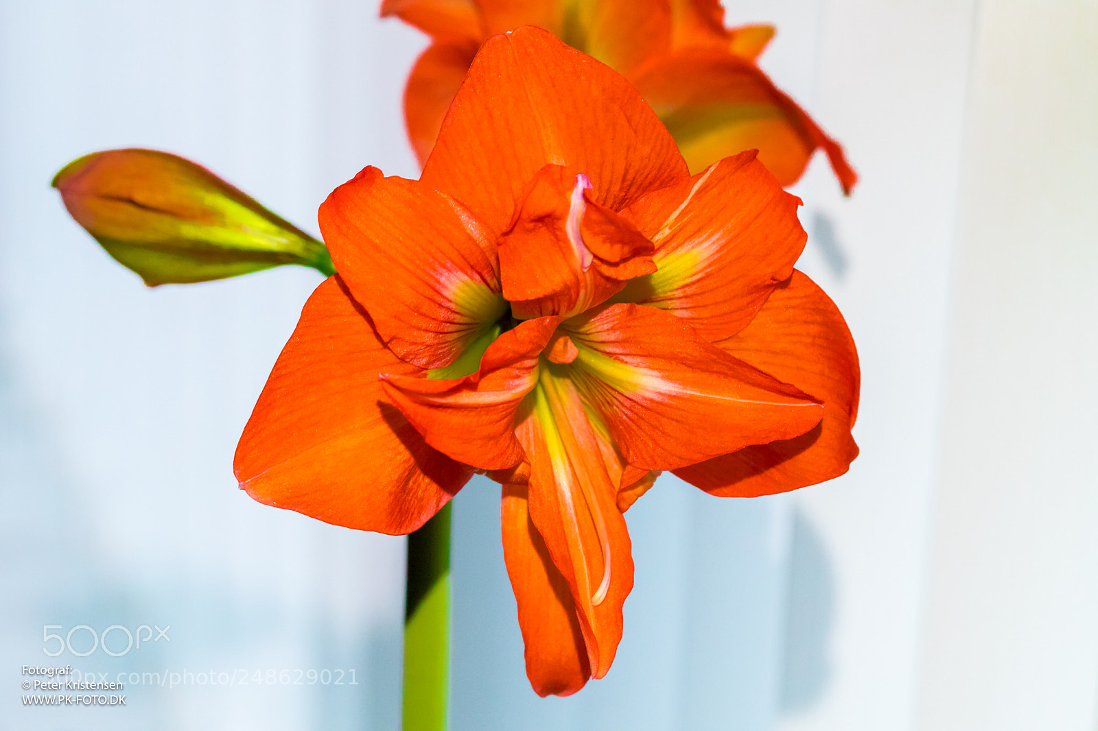 Canon EOS 6D Mark II sample photo. Amaryllis photography
