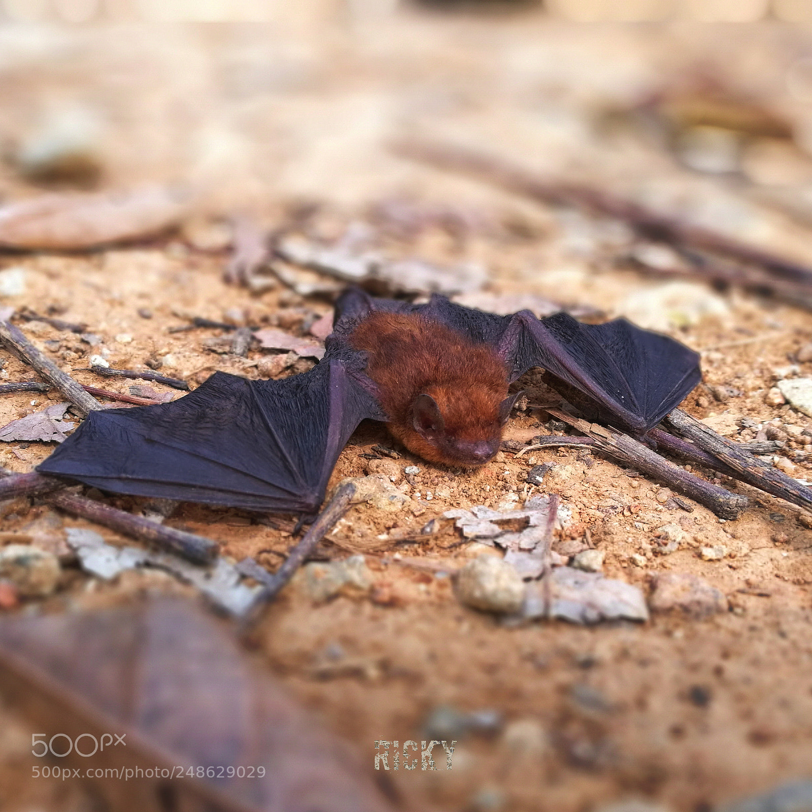 HUAWEI Honor 8 sample photo. A bat photography