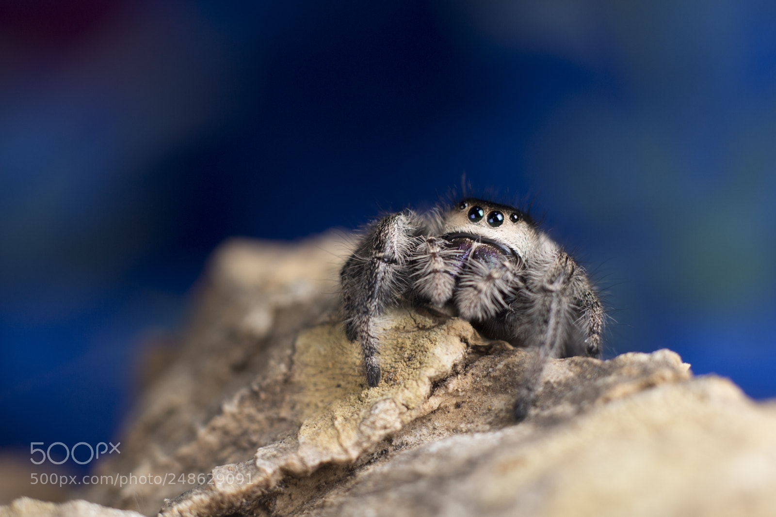 Canon EOS 650D (EOS Rebel T4i / EOS Kiss X6i) sample photo. Regal jumping spider photography