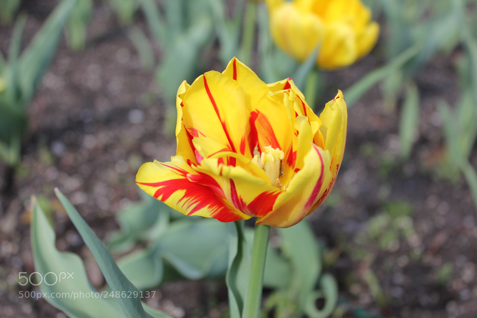 Canon EF-S 18-55mm F3.5-5.6 IS sample photo. Tulips rosetta mcclain gardens photography