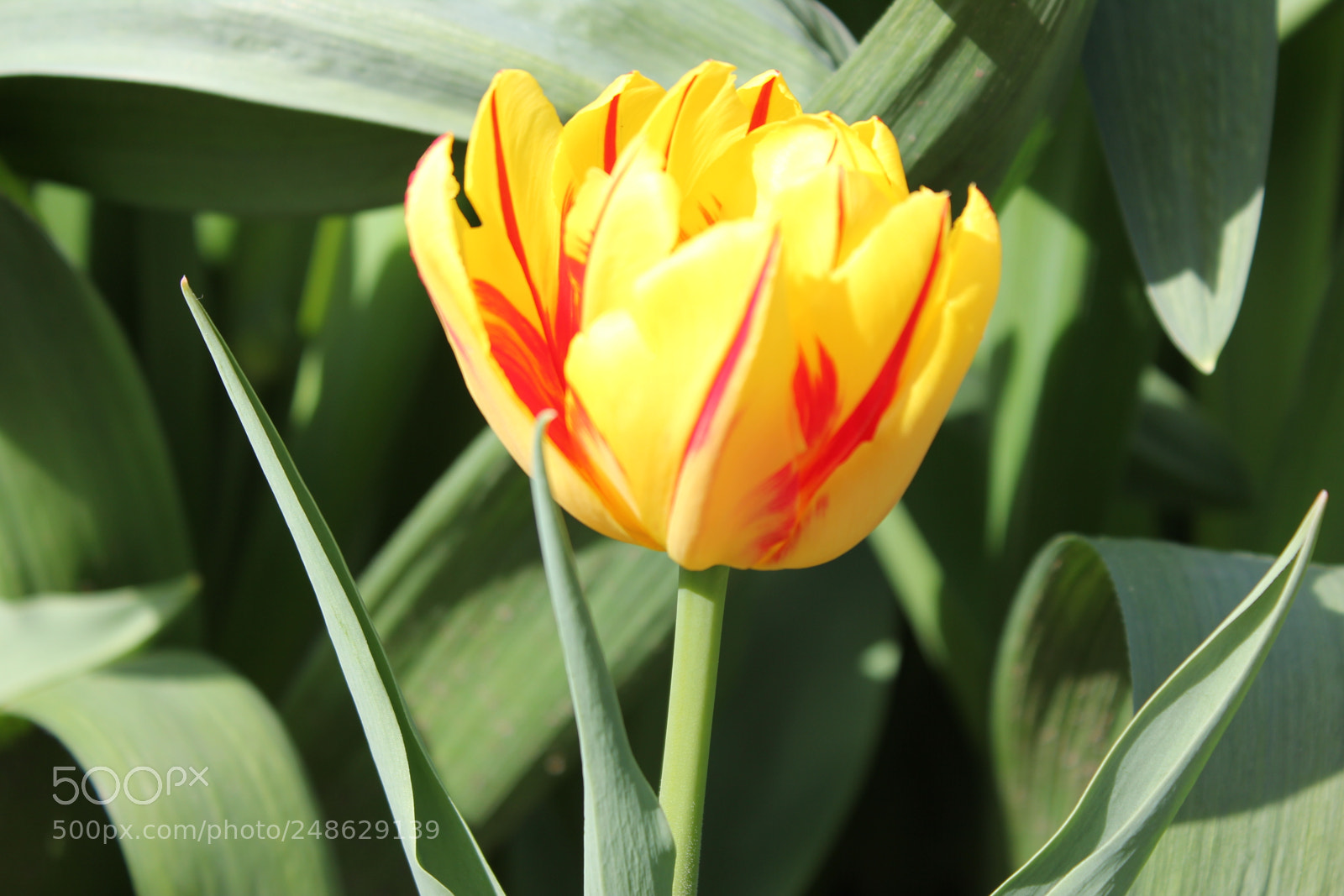 Canon EF-S 18-55mm F3.5-5.6 IS sample photo. Tulips rosetta mcclain gardens photography