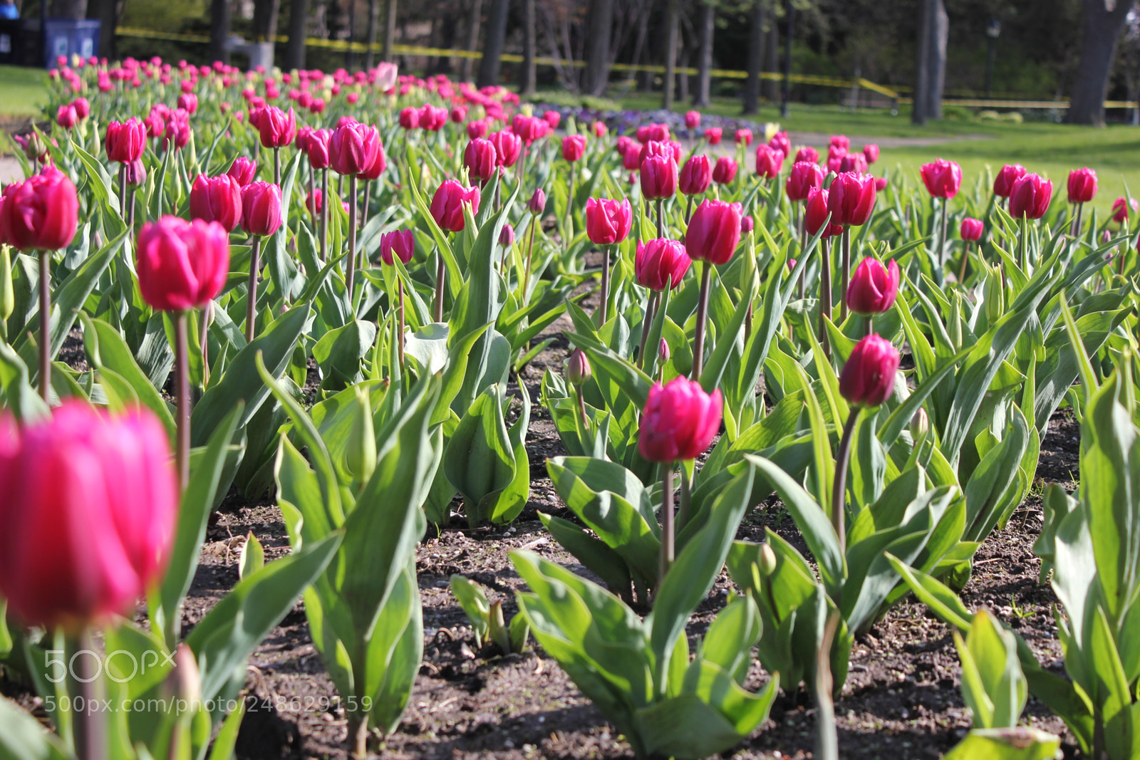 Canon EF-S 18-55mm F3.5-5.6 IS sample photo. Tulips rosetta mcclain gardens photography