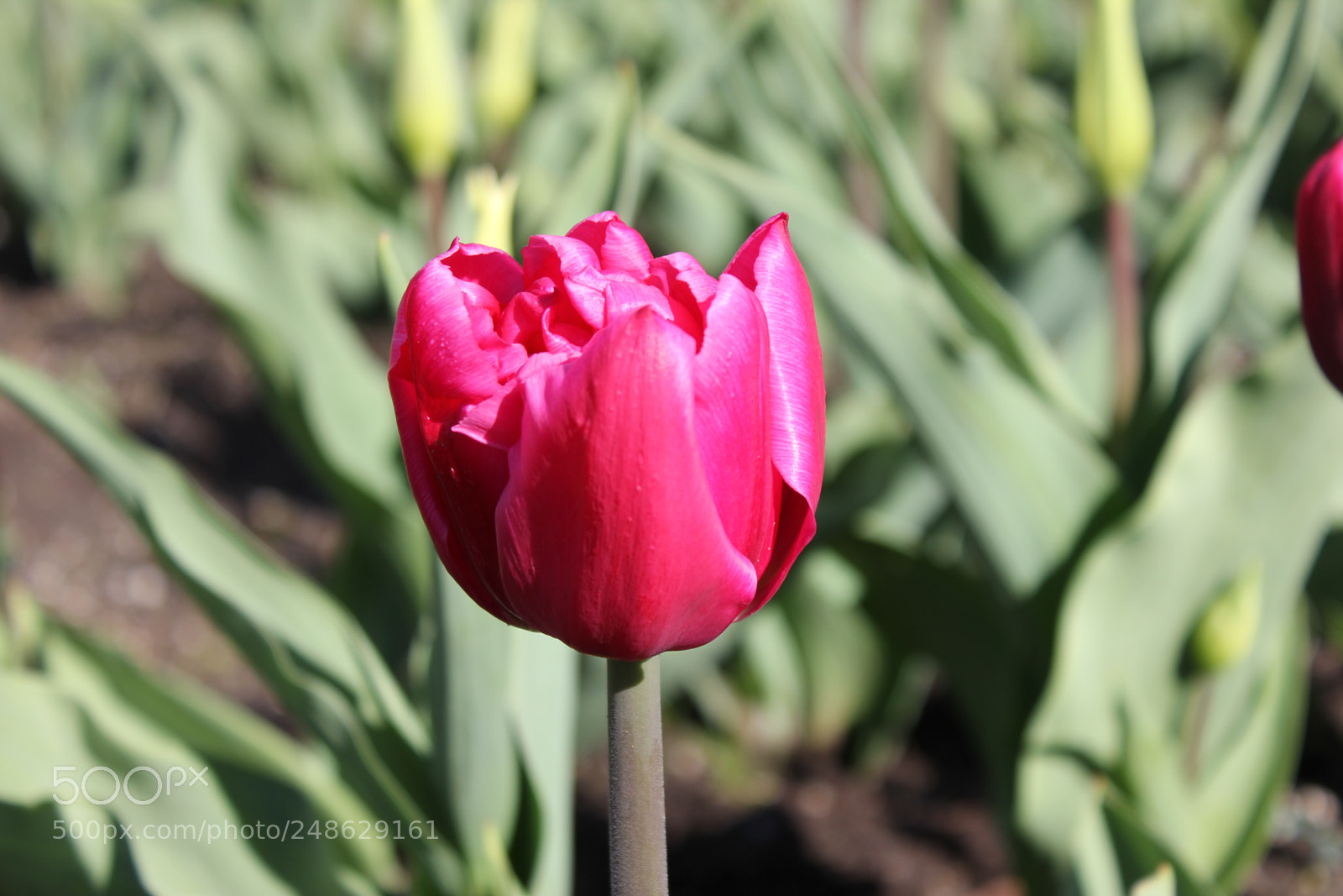 Canon EF-S 18-55mm F3.5-5.6 IS sample photo. Tulips rosetta mcclain gardens photography