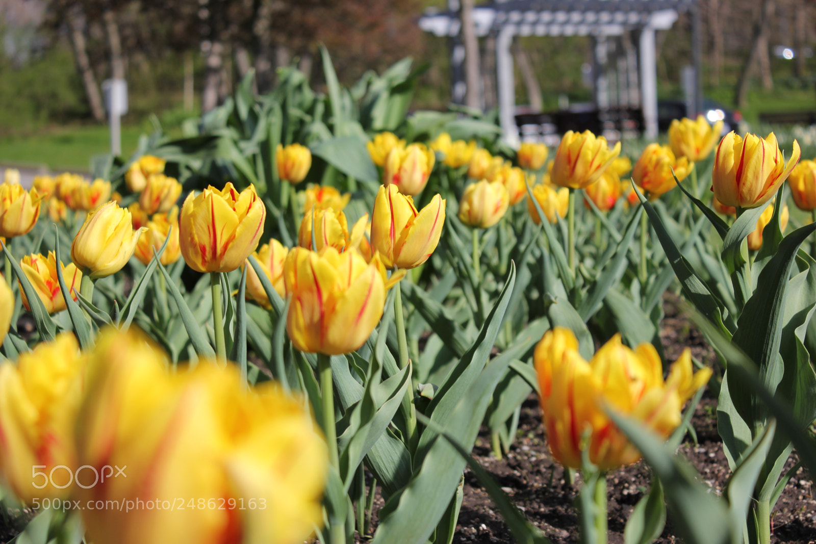 Canon EF-S 18-55mm F3.5-5.6 IS sample photo. Tulips rosetta mcclain gardens photography