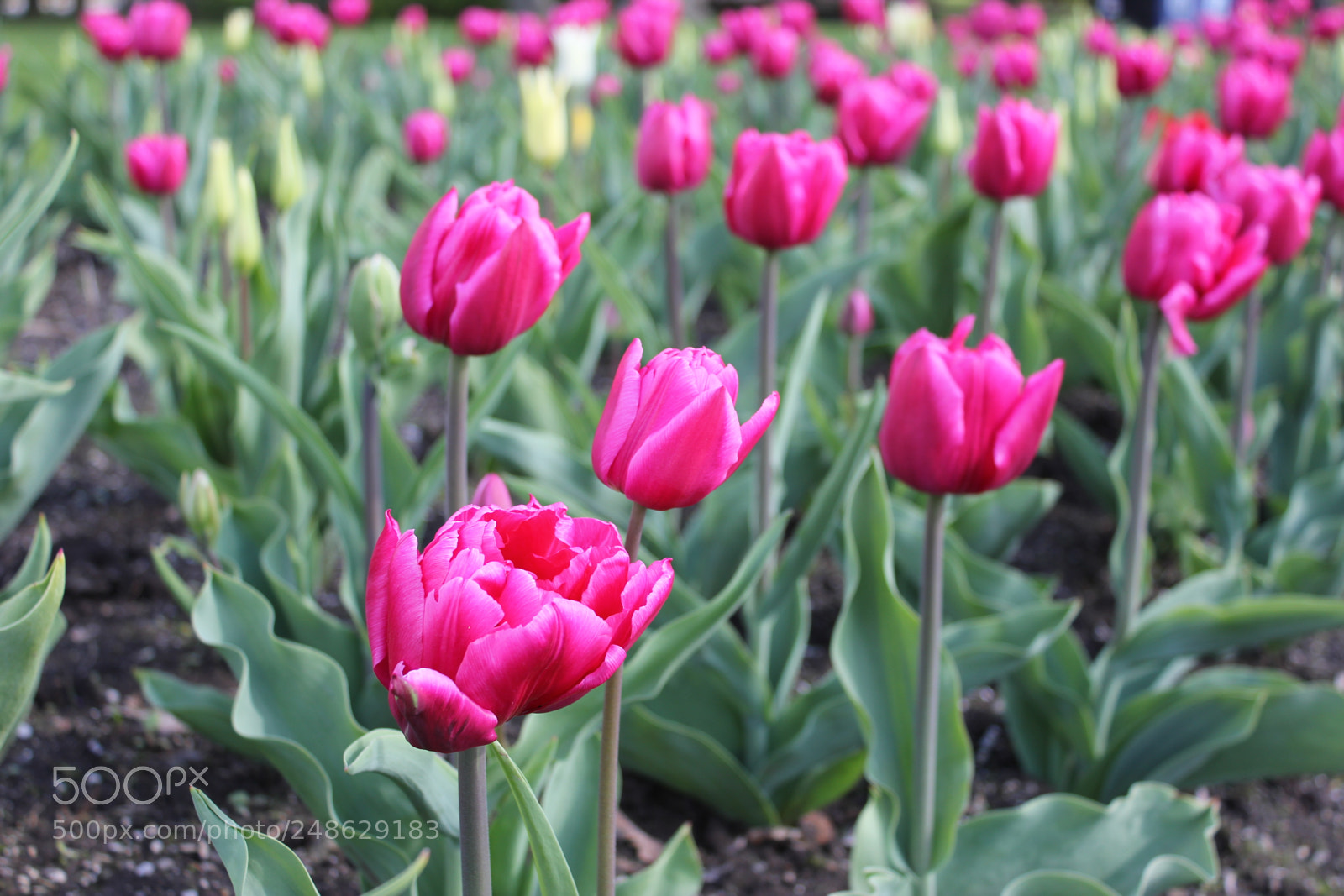 Canon EF-S 18-55mm F3.5-5.6 IS sample photo. Tulips rosetta mcclain gardens photography