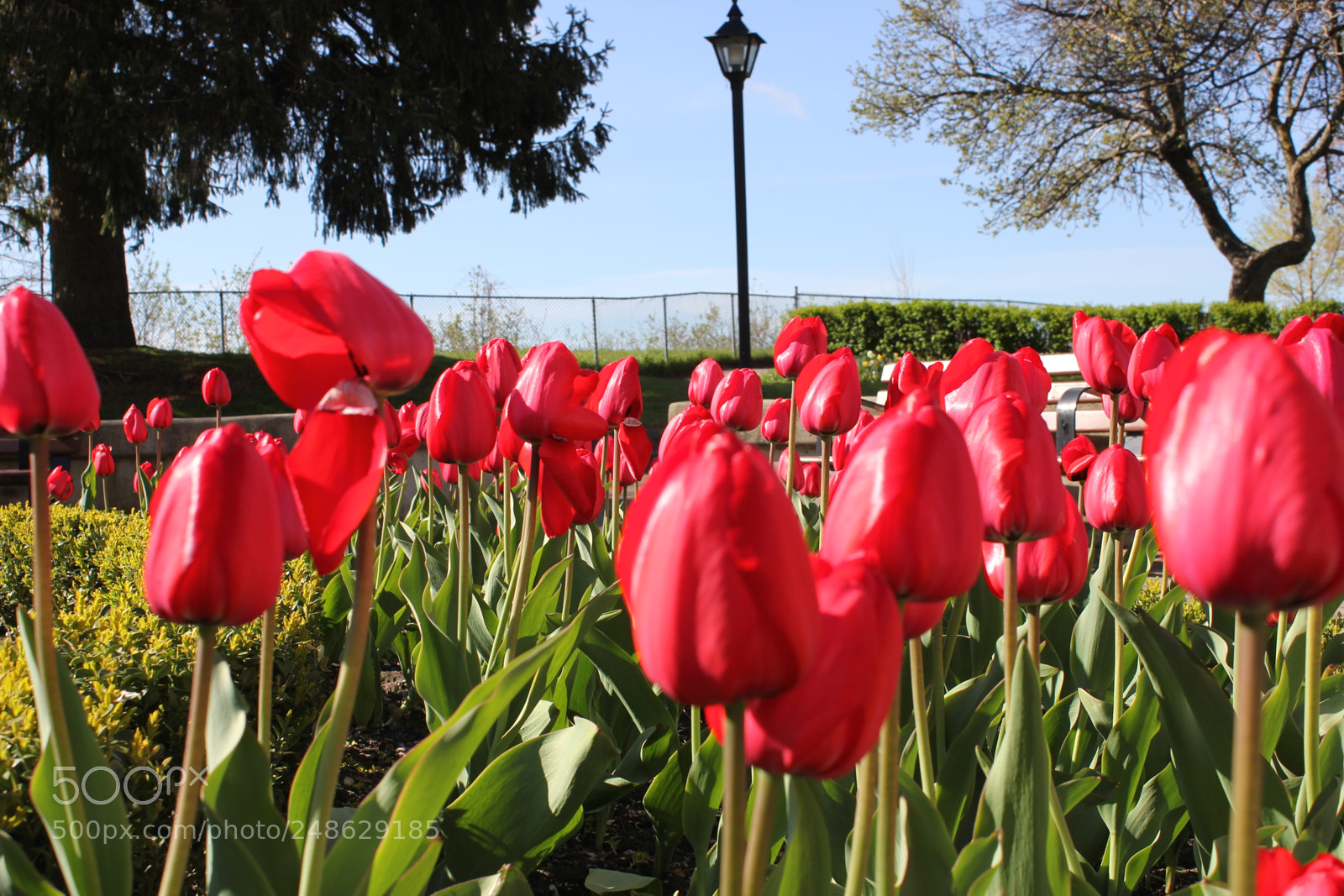 Canon EF-S 18-55mm F3.5-5.6 IS sample photo. Tulips rosetta mcclain gardens photography