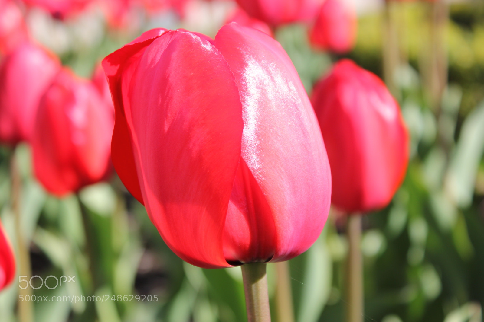Canon EF-S 18-55mm F3.5-5.6 IS sample photo. Tulips rosetta mcclain gardens photography