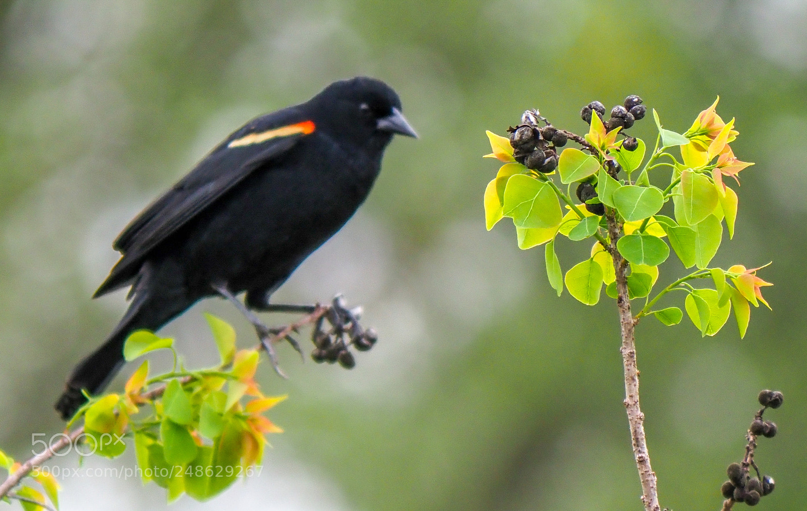 Olympus OM-D E-M1 Mark II sample photo. Red-winged blackbird photography