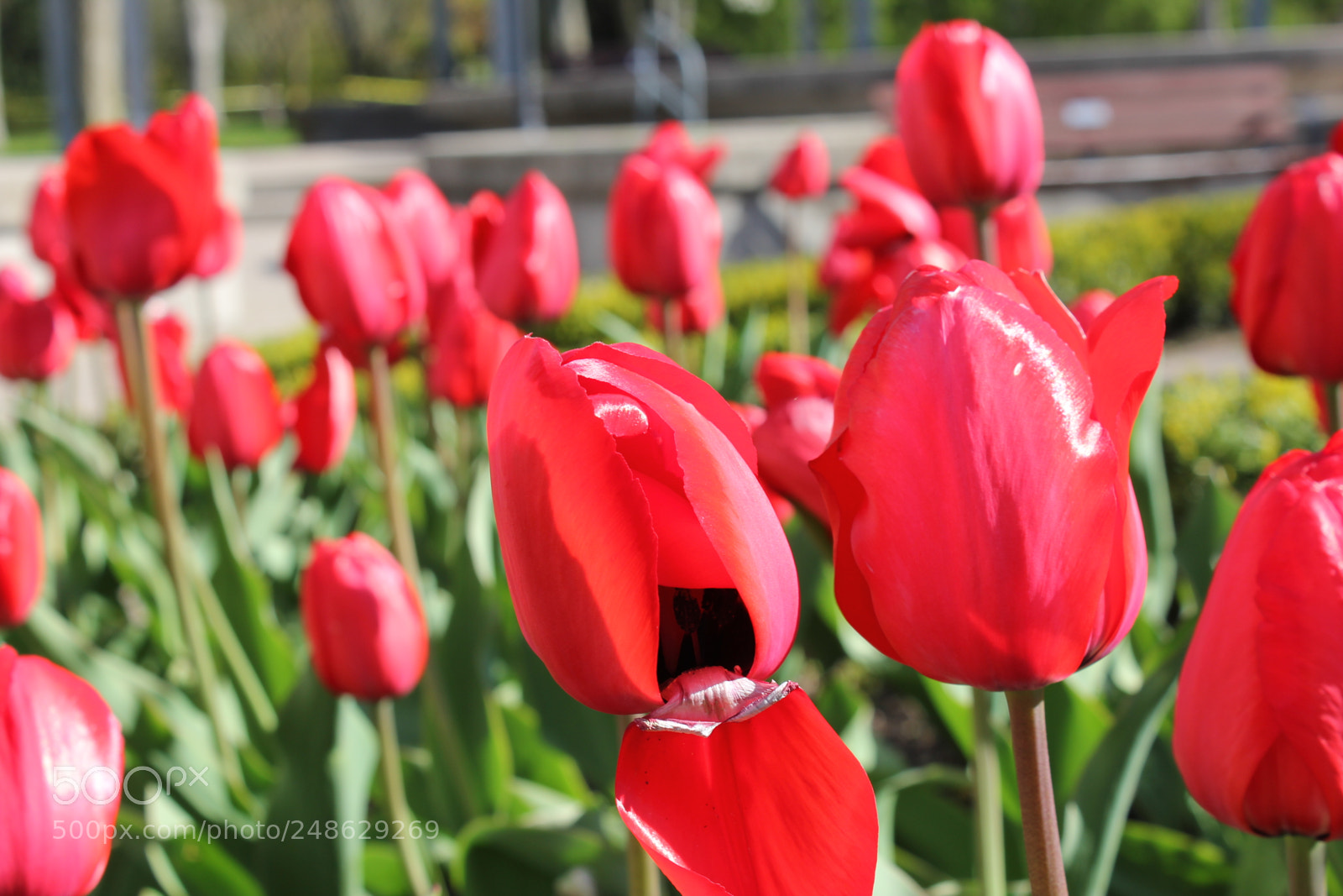 Canon EF-S 18-55mm F3.5-5.6 IS sample photo. Tulips rosetta mcclain gardens photography