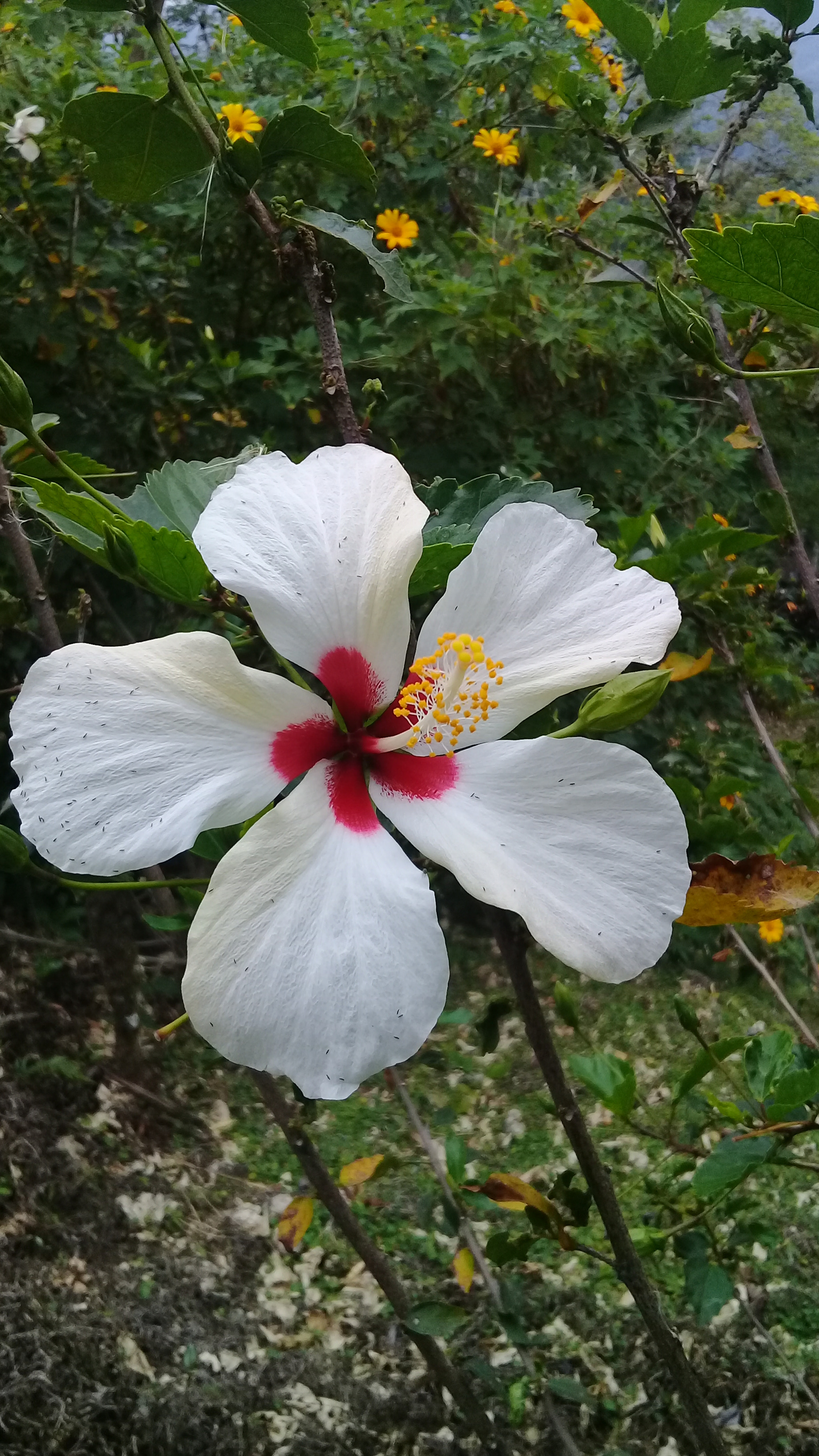 Samsung Galaxy J2 Prime sample photo. Cattleya photography