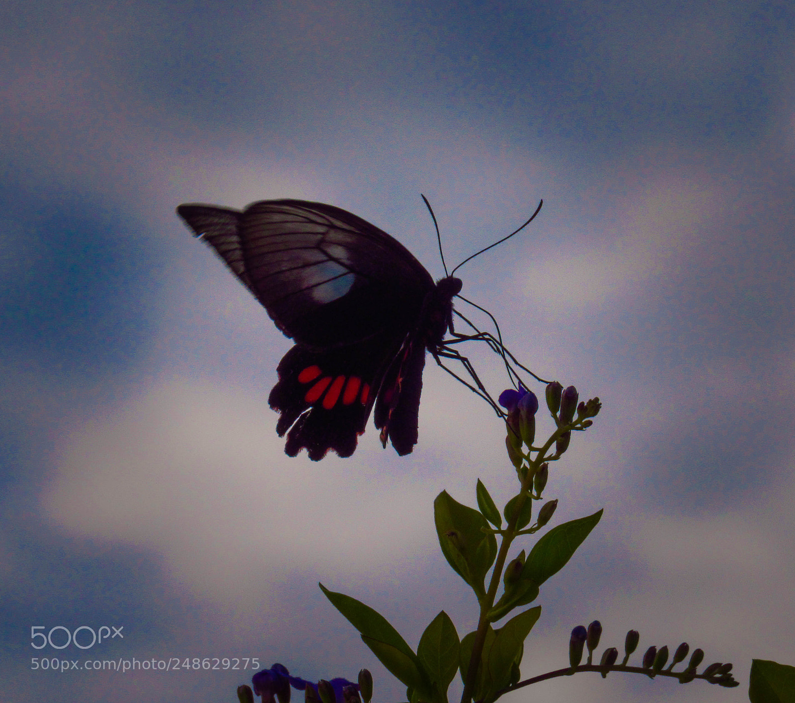 Canon PowerShot SX530 HS sample photo. Red and black butterfly photography