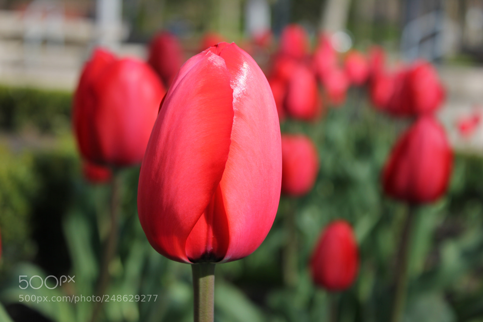 Canon EF-S 18-55mm F3.5-5.6 IS sample photo. Tulips rosetta mcclain gardens photography