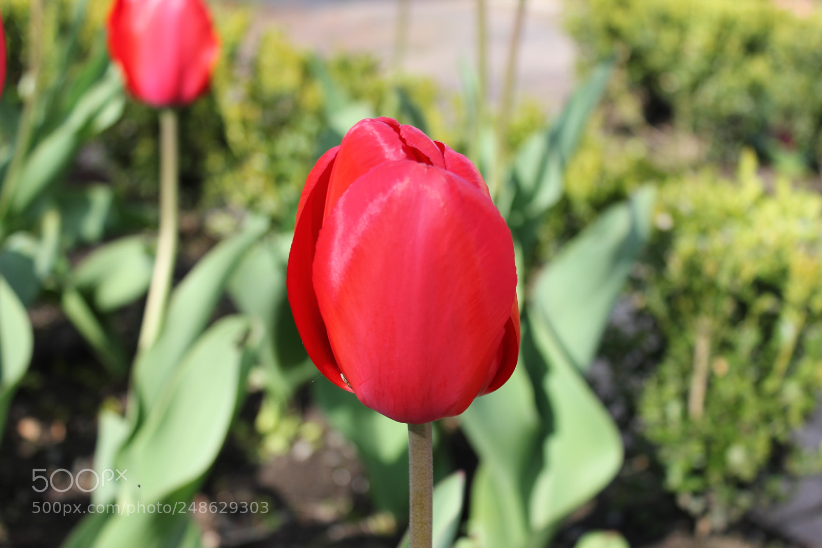 Canon EF-S 18-55mm F3.5-5.6 IS sample photo. Tulips rosetta mcclain gardens photography