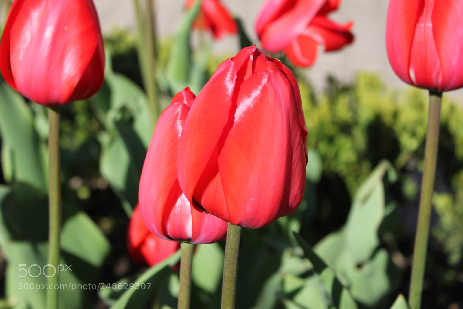 Canon EF-S 18-55mm F3.5-5.6 IS sample photo. Tulips rosetta mcclain gardens photography