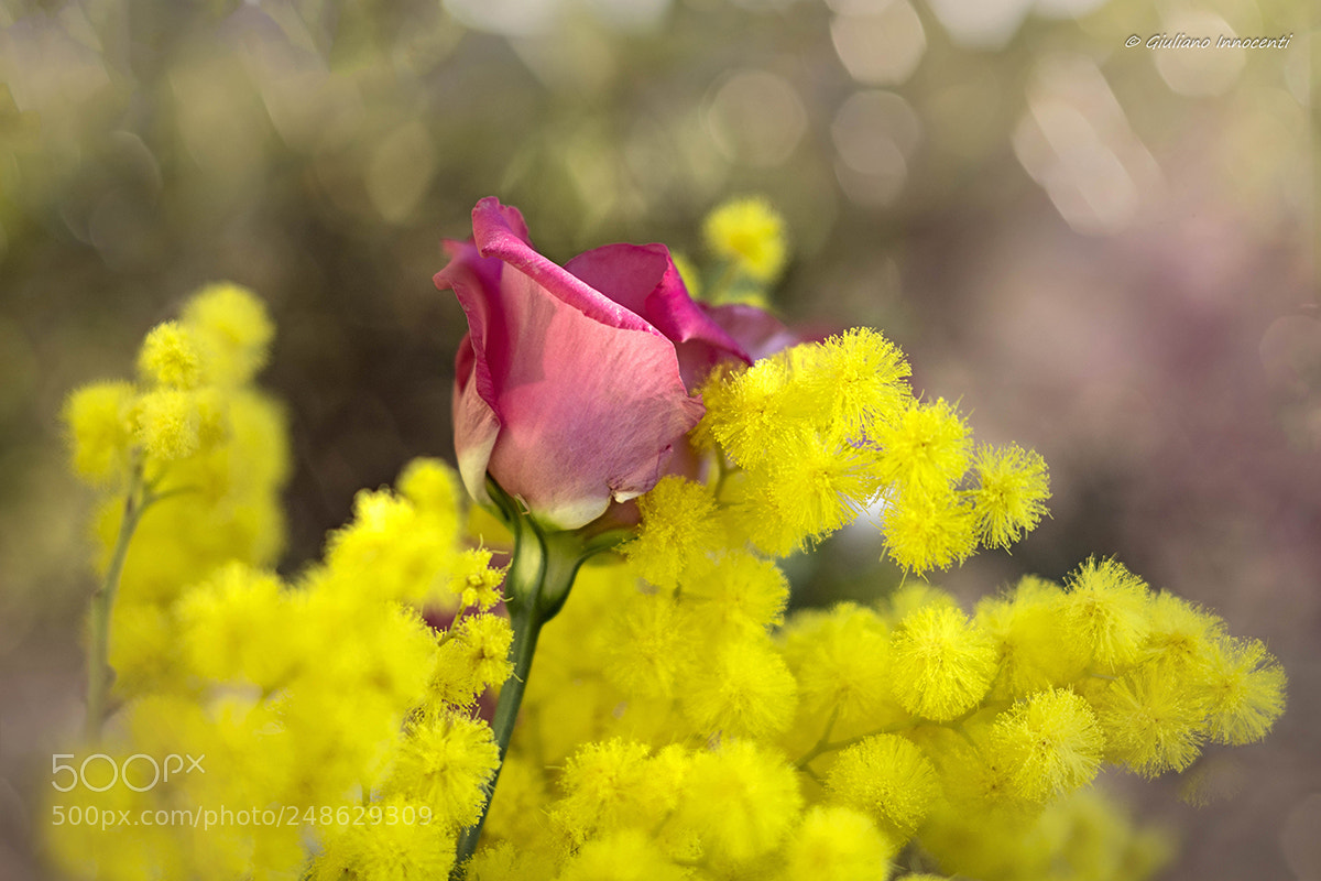 Nikon D7200 sample photo. 8 marzo...tanti auguriiii photography