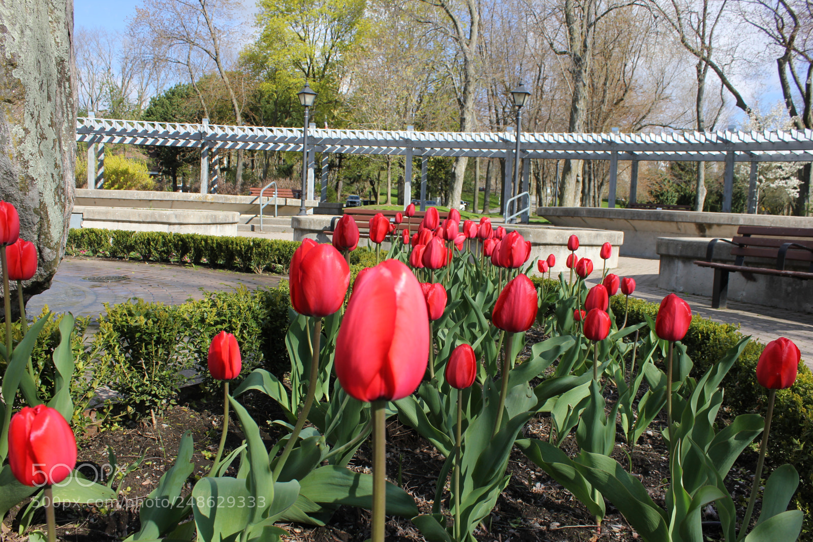 Canon EF-S 18-55mm F3.5-5.6 IS sample photo. Tulips rosetta mcclain gardens photography