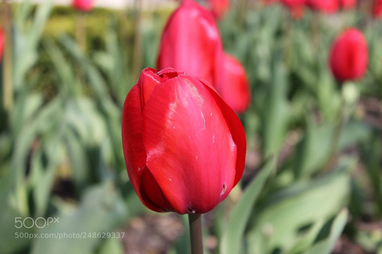 Canon EF-S 18-55mm F3.5-5.6 IS sample photo. Tulips rosetta mcclain gardens photography