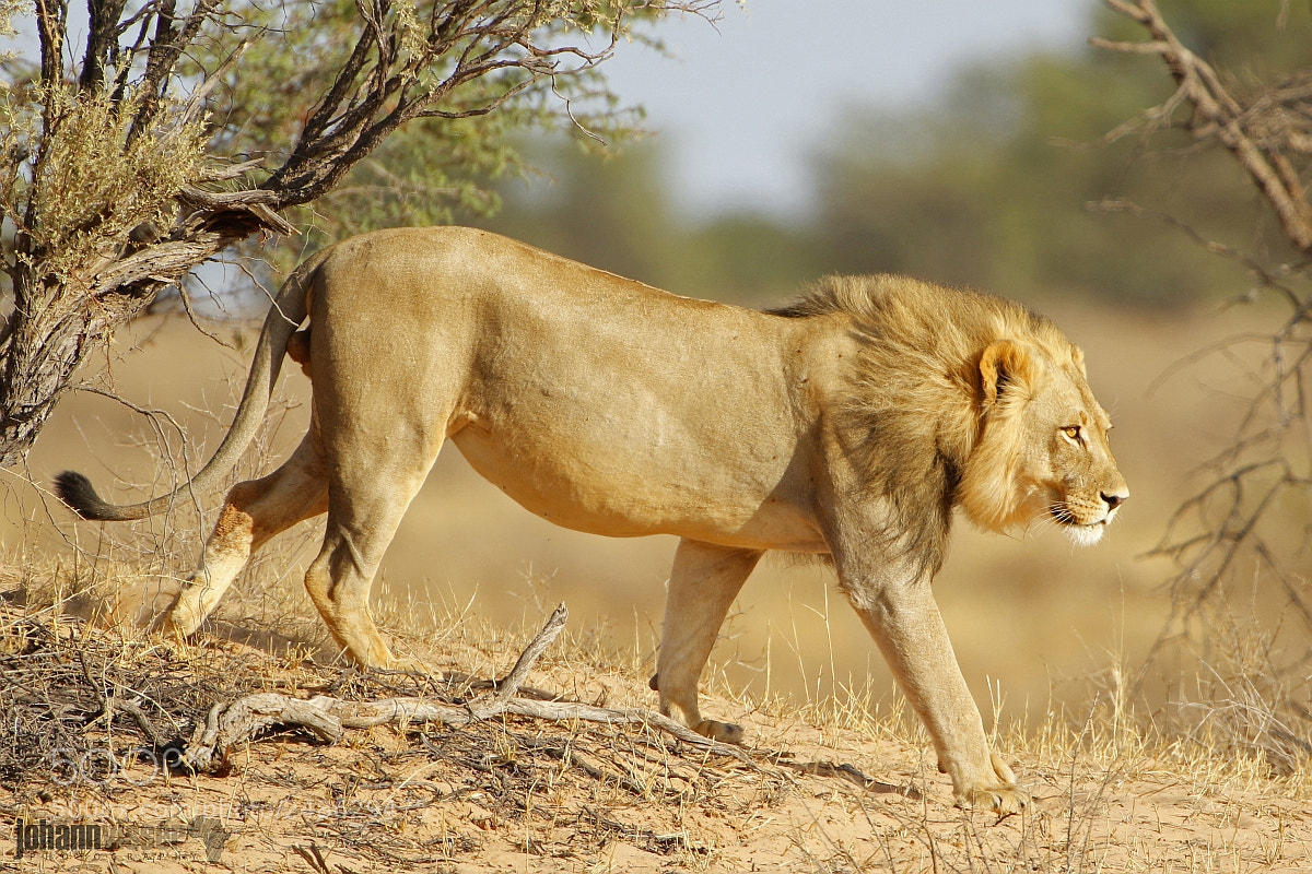 Canon EOS 7D Mark II sample photo. Desert lion photography