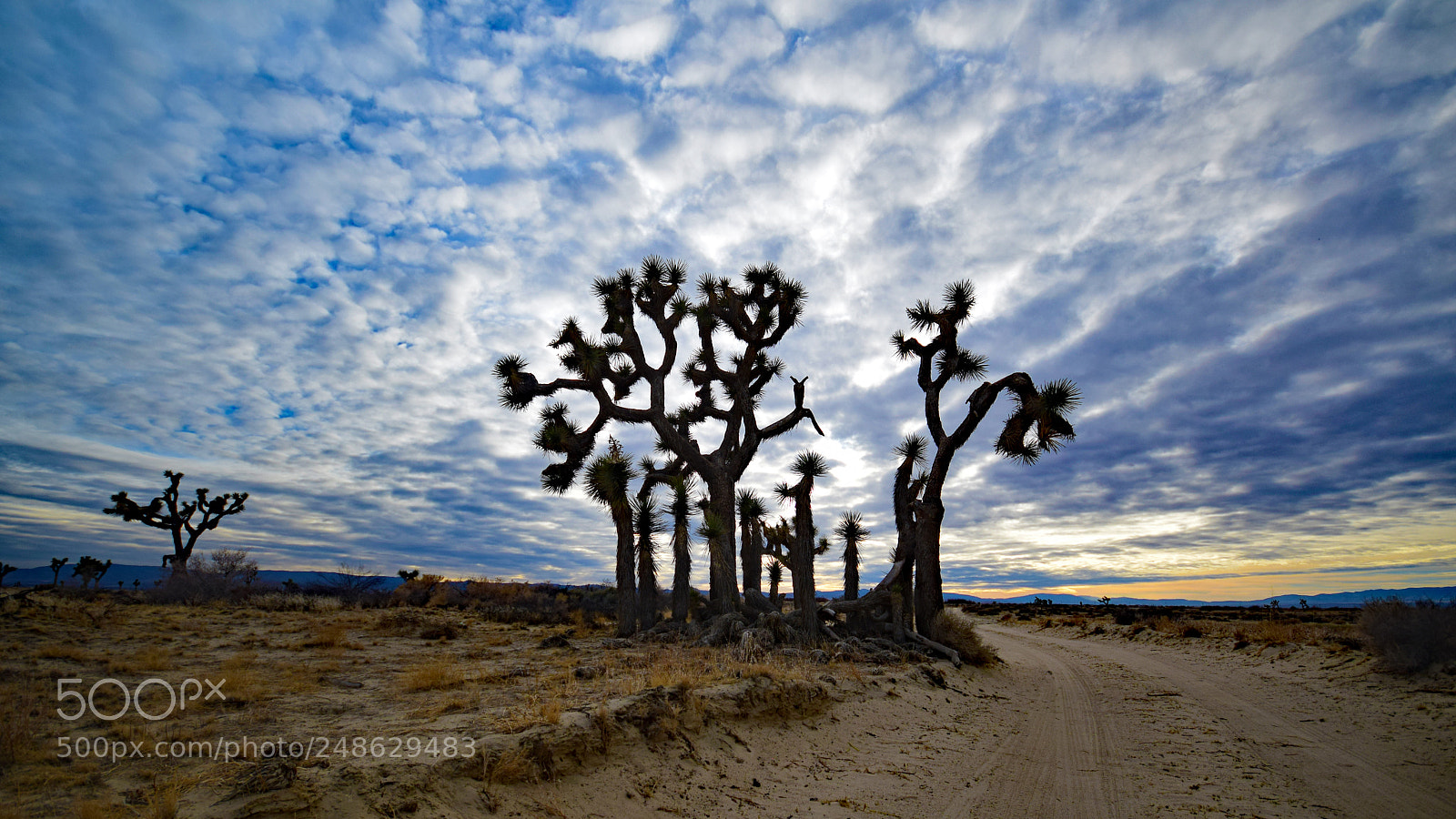 Nikon D5300 sample photo. Joshua trees photography