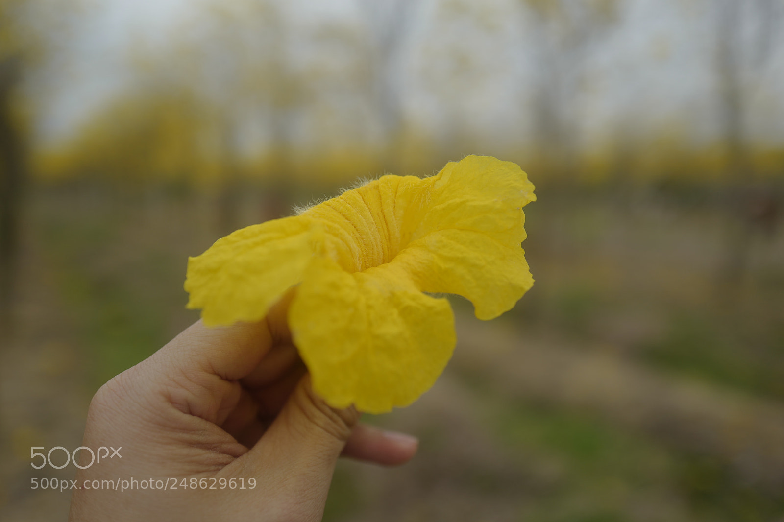Leica Q (Typ 116) sample photo. I like yellow flowers photography